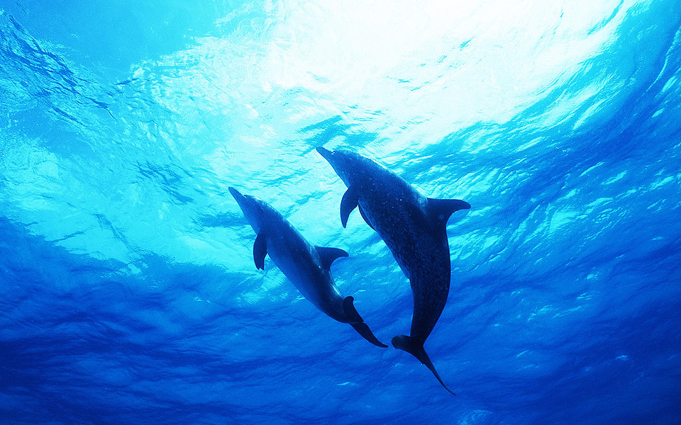 水族馆动态壁纸app截图