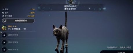 《黑色沙漠手游》黑色瘦猫获取攻略分享